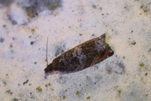 Réf. 247 406 : Ancylis achatana
